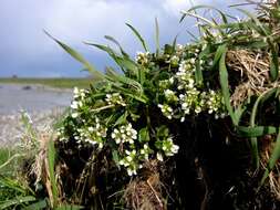 Image of Cochlearia officinalis subsp. officinalis