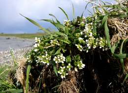 Image of Cochlearia officinalis subsp. officinalis