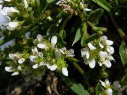 Image of Cochlearia officinalis subsp. officinalis