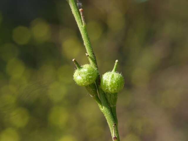 Image of bastardcabbage