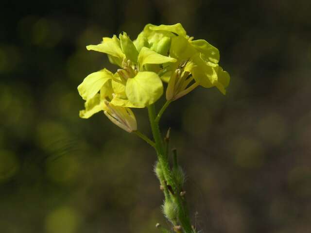 Image of bastardcabbage