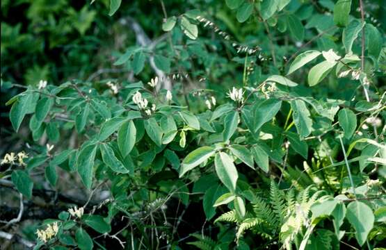 Plancia ëd Lonicera caerulea L.