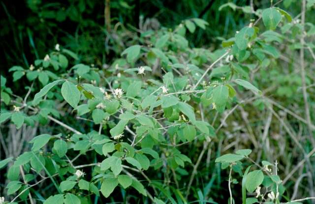 Image of deepblue honeysuckle