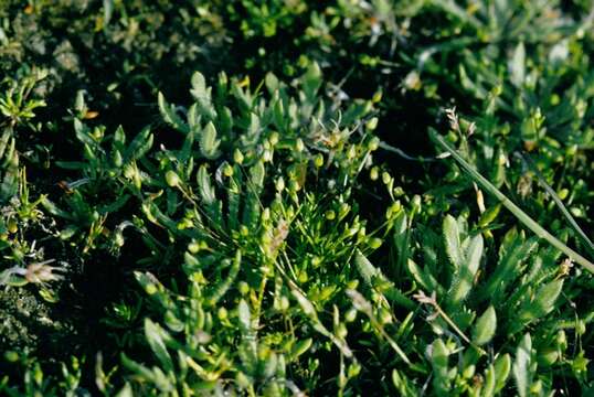 Image of pearlwort