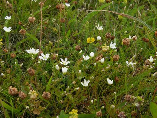 Image of knotted pearlwort