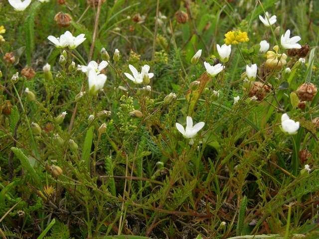 Image of knotted pearlwort