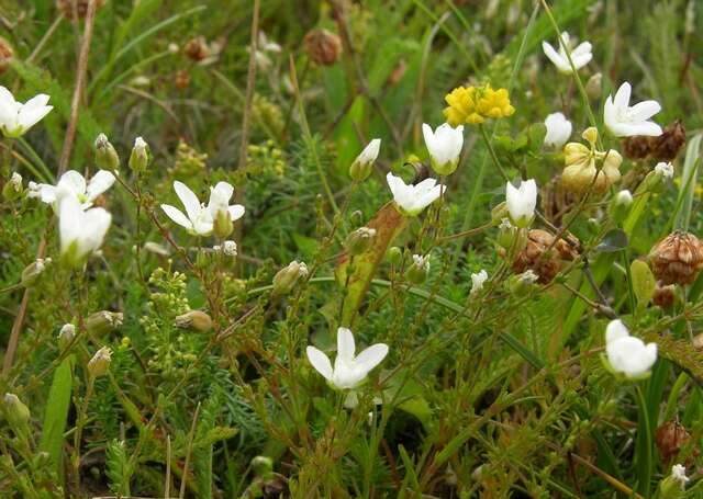 Image of knotted pearlwort