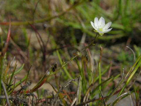 Image of knotted pearlwort