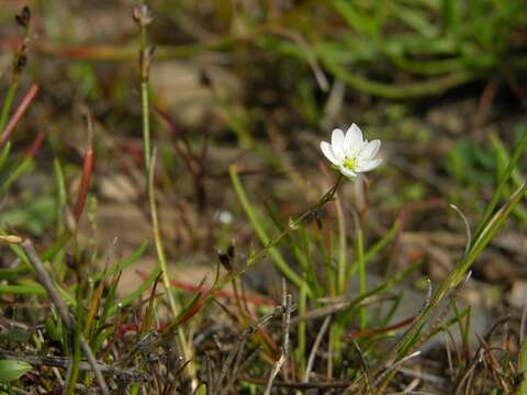 صورة Sagina nodosa subsp. borealis G. E. Crow