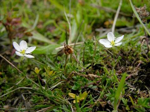 Image of knotted pearlwort