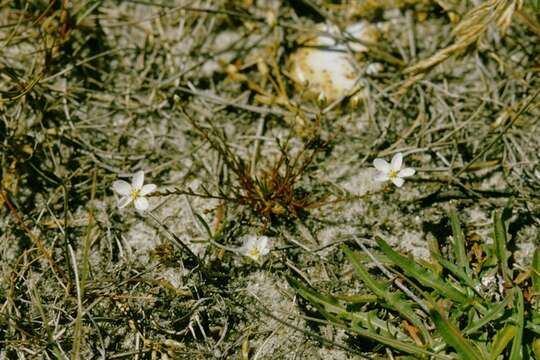 صورة Sagina nodosa subsp. borealis G. E. Crow