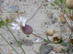 Image of sea campion