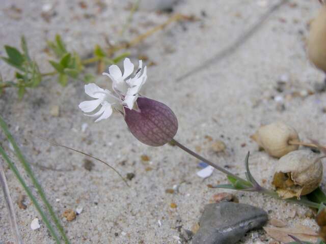 Image of sea campion