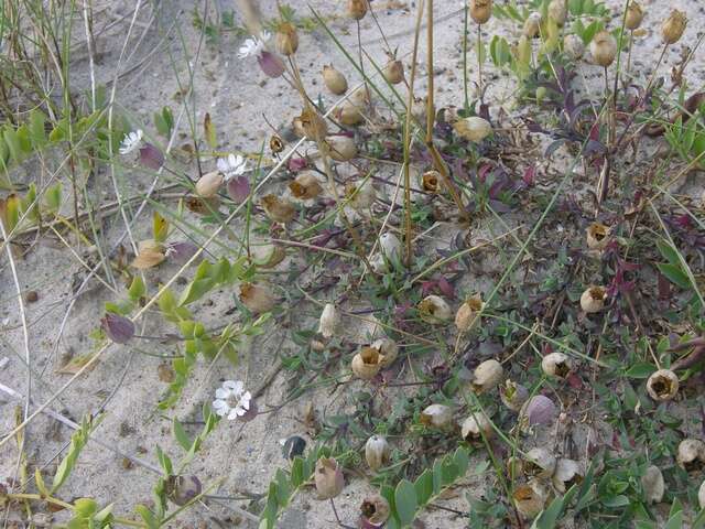 Image of sea campion