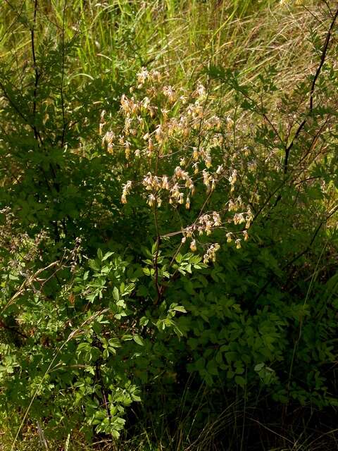 Image of Thalictrum minus subsp. minus