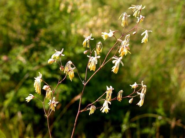 Imagem de Thalictrum minus subsp. minus