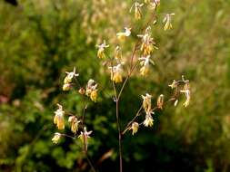 Image of Thalictrum minus subsp. minus