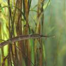 Image of Common Pipefish