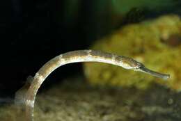 Image of seaweed pipefish