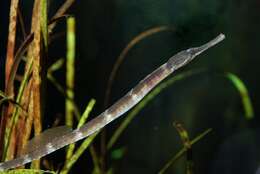 Image of seaweed pipefish