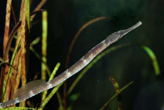 Image of seaweed pipefish