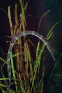 Image of seaweed pipefish