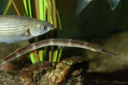 Image of seaweed pipefish