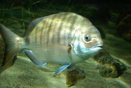 Image of Diplodus