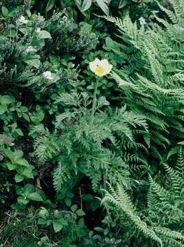 صورة Pulsatilla alpina subsp. apiifolia (Scop.) Nyman