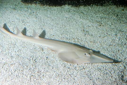 Image of guitarfishes