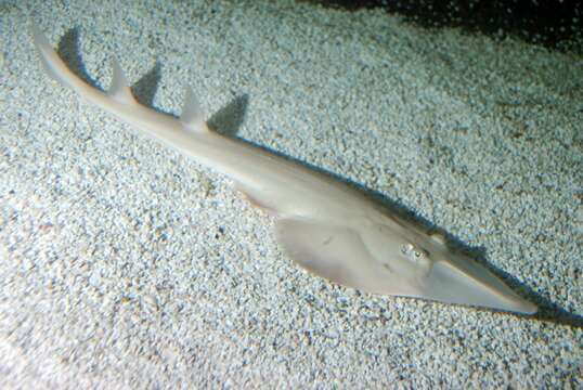 Image of guitarfishes