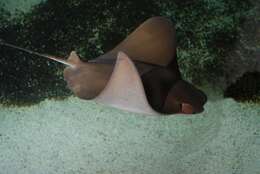 Image of Cownose rays and Flapnose rays