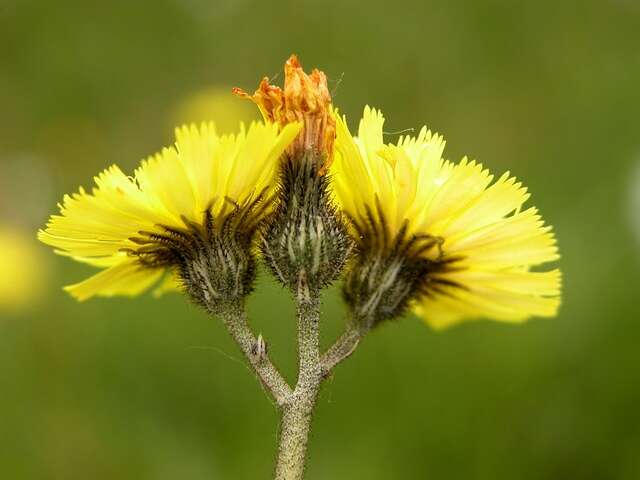 Image of Pilosella lactucella (Wallr.) P. D. Sell & C. West