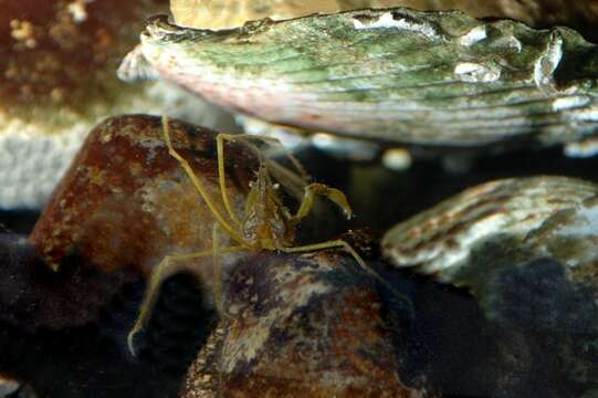 Image of Macropodia Leach 1814