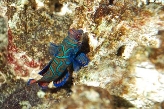 Image of black and white dragonet