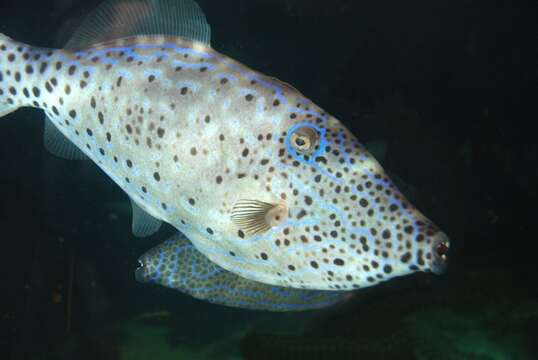 Image of Leatherjacket