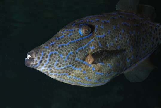 Image of Leatherjacket