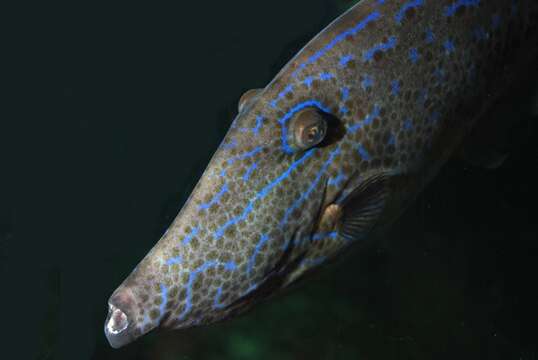 Image of Leatherjacket