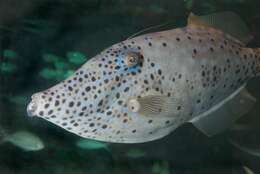 Image of Leatherjacket