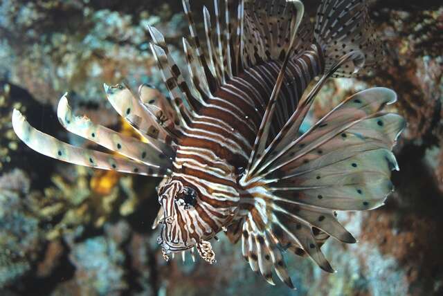 Image of Pterois