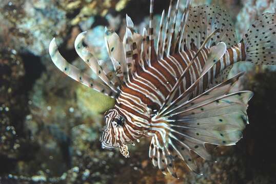 Image of Pterois