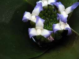 Image of Neoregelia angustibracteolata E. Pereira & Leme