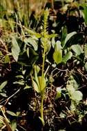 Image of Adder's-mouth orchid