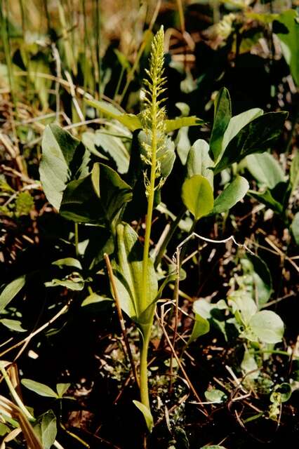 Image of Adder's-mouth orchid