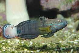 صورة Amblygobius