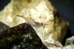 Image of coral shrimp