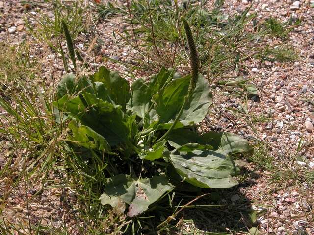 Image of plantain