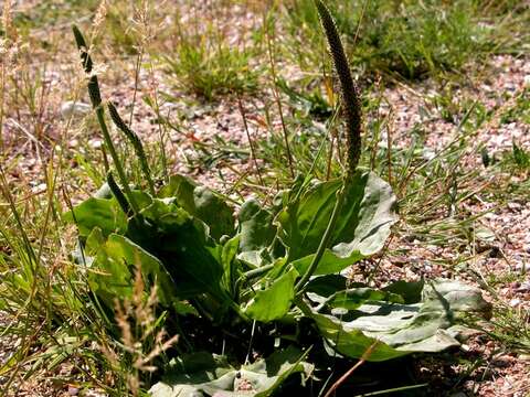 Plancia ëd Plantago