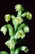 Image of Bog orchid