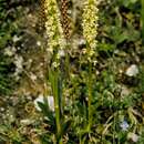Image of vanilla-scented bog orchid